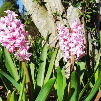 Seasonal Changes Celebrated At Stuart Hill Bed And Breakfast